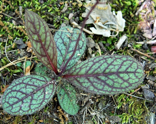 {Hieracium venosum}